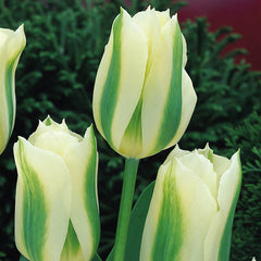 Tulip Bulbs Spring Green Blooms Species Growing Bonsai Roots Rhizomes Corms Tubers Potted Planting Reblooming Fragrant Garden Flower Seeds Plant