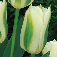 Tulip Bulbs Spring Green Blooms Species Growing Bonsai Roots Rhizomes Corms Tubers Potted Planting Reblooming Fragrant Garden Flower Seeds Plant