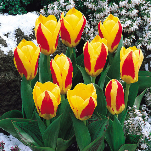 Tulip Bulbs Stresa Blooms Species Growing Bonsai Roots Rhizomes Corms Tubers Potted Planting Reblooming Fragrant Garden Flower Seeds Plant