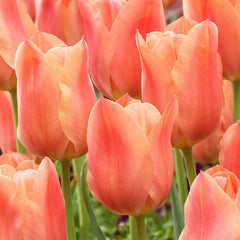 Tulip Bulbs Stunning Apricot Blooms Species Growing Bonsai Roots Rhizomes Corms Tubers Potted Planting Reblooming Fragrant Garden Flower Seeds Plant