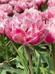 Tulip Bulbs Sugar Crystal Blooms Species Growing Bonsai Roots Rhizomes Corms Tubers Potted Planting Reblooming Fragrant Garden Flower Seeds Plant