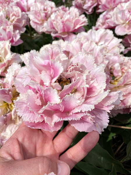 Tulip Bulbs Sugar Crystal Blooms Species Growing Bonsai Roots Rhizomes Corms Tubers Potted Planting Reblooming Fragrant Garden Flower Seeds Plant
