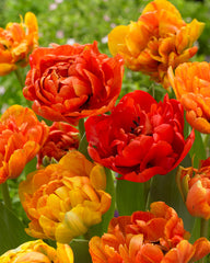 Tulip Bulbs Sunlover Blooms Species Growing Bonsai Roots Rhizomes Corms Tubers Potted Planting Reblooming Fragrant Garden Flower Seeds Plant