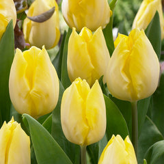 Sunny Prince Tulip Bulbs Blooms Species Growing Bonsai Roots Rhizomes Corms Tubers Potted Planting Reblooming Fragrant Garden Flower Seeds Plant