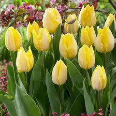Sunny Prince Tulip Bulbs Blooms Species Growing Bonsai Roots Rhizomes Corms Tubers Potted Planting Reblooming Fragrant Garden Flower Seeds Plant