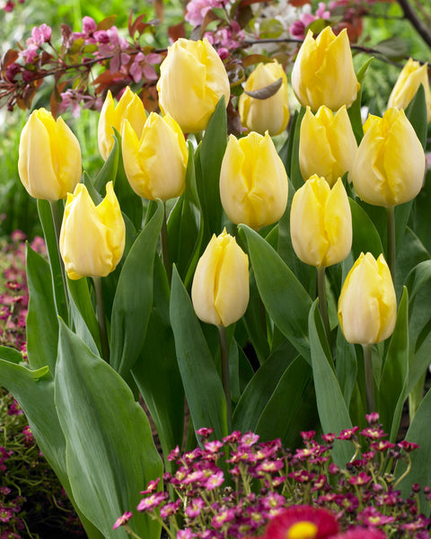 Tulip Sunny Prince 11-12cm Bulbs Blooms Species Growing Bonsai Roots Rhizomes Corms Tubers Potted Planting Reblooming Fragrant Garden Flower Seeds Plant