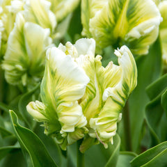 Tulip Bulbs Jungle Parrot Mix Blooms Species Growing Bonsai Roots Rhizomes Corms Tubers Potted Planting Reblooming Fragrant Garden Flower Seeds Plant