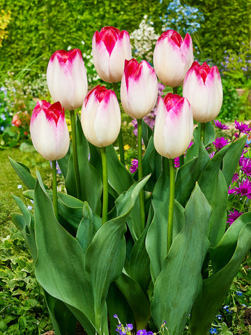 Super Exotic Tulip Bulbs Blooms Species Growing Bonsai Roots Rhizomes Corms Tubers Potted Planting Reblooming Fragrant Garden Flower Seeds Plant