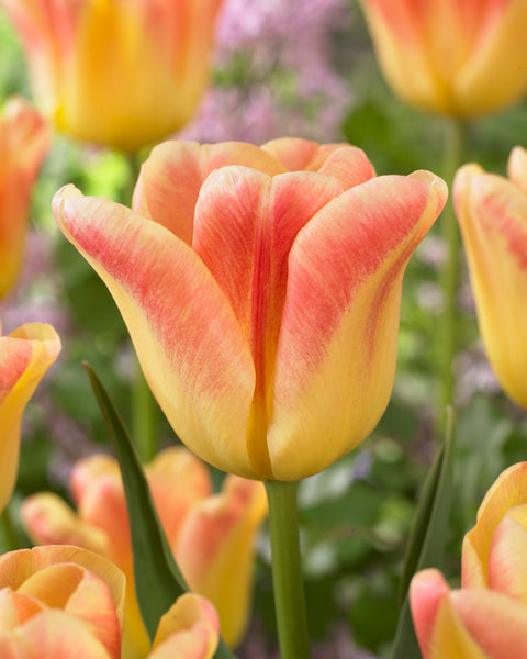 Switch Tulip Bulbs Blooms Species Growing Bonsai Roots Rhizomes Corms Tubers Potted Planting Reblooming Fragrant Garden Flower Seeds Plant