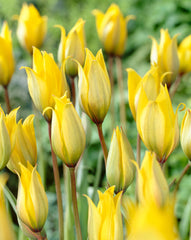 Sylvestris Tulip Bulbs Blooms Species Growing Bonsai Roots Rhizomes Corms Tubers Potted Planting Reblooming Fragrant Garden Flower Seeds Plant - Seedsplant