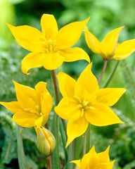 Tulip Bulbs Sylvestris Blooms Species Growing Bonsai Roots Rhizomes Corms Tubers Potted Planting Reblooming Fragrant Garden Flower Seeds Plant - Seedsplant