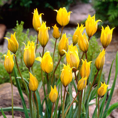 Tulip Bulbs Sylvestris Blooms Species Growing Bonsai Roots Rhizomes Corms Tubers Potted Planting Reblooming Fragrant Garden Flower Seeds Plant - Seedsplant