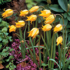 Tulip Bulbs Sylvestris Blooms Species Growing Bonsai Roots Rhizomes Corms Tubers Potted Planting Reblooming Fragrant Garden Flower Seeds Plant - Seedsplant