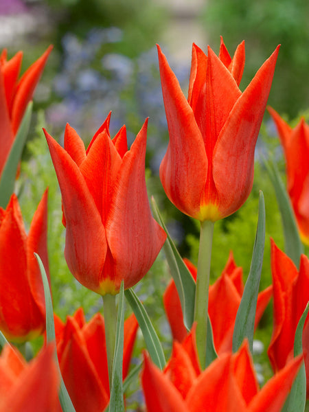 Synaeda Orange Tulip Bulbs Blooms Species Growing Bonsai Roots Rhizomes Corms Tubers Potted Planting Reblooming Fragrant Garden Flower Seeds Plant