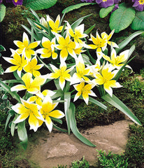 Tarda Tulip Bulbs Blooms Species Growing Bonsai Roots Rhizomes Corms Tubers Potted Planting Reblooming Fragrant Garden Flower Seeds Plant