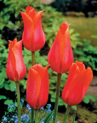 Tulip Bulbs Temple Of Beauty Blooms Species Growing Bonsai Roots Rhizomes Corms Tubers Potted Planting Reblooming Fragrant Garden Flower Seeds Plant