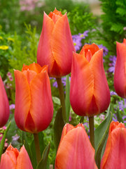 Tulip Bulbs Temple Of Beauty Blooms Species Growing Bonsai Roots Rhizomes Corms Tubers Potted Planting Reblooming Fragrant Garden Flower Seeds Plant