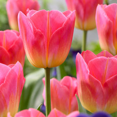 Tulip Bulbs Tom Pouce Blooms Species Growing Bonsai Roots Rhizomes Corms Tubers Potted Planting Reblooming Fragrant Garden Flower Seeds Plant