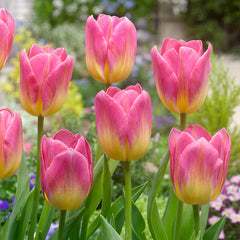 Tulip Bulbs Tom Pouce Blooms Species Growing Bonsai Roots Rhizomes Corms Tubers Potted Planting Reblooming Fragrant Garden Flower Seeds Plant