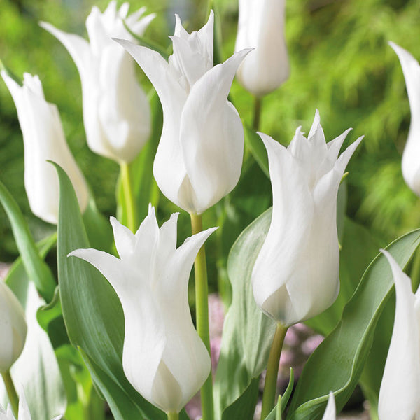 Tres Chic Tulip Bulbs Blooms Species Growing Bonsai Roots Rhizomes Corms Tubers Potted Planting Reblooming Fragrant Garden Flower Seeds Plant