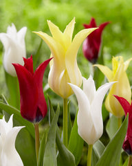 Tres Chic Tulip Bulbs Blooms Species Growing Bonsai Roots Rhizomes Corms Tubers Potted Planting Reblooming Fragrant Garden Flower Seeds Plant - Seedsplant