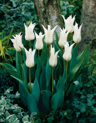 Tres Chic Tulip Bulbs Blooms Species Growing Bonsai Roots Rhizomes Corms Tubers Potted Planting Reblooming Fragrant Garden Flower Seeds Plant - Seedsplant
