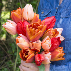 Triple Bouquet Collection Tulip Bulbs Blooms Species Growing Bonsai Roots Rhizomes Corms Tubers Potted Planting Reblooming Fragrant Garden Flower Seeds Plant