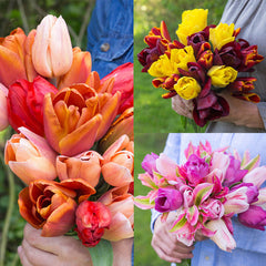 Triple Bouquet Collection Tulip Bulbs Blooms Species Growing Bonsai Roots Rhizomes Corms Tubers Potted Planting Reblooming Fragrant Garden Flower Seeds Plant