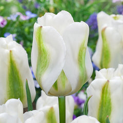 Tulip Bulbs Triumph Collection Blooms Species Growing Bonsai Roots Rhizomes Corms Tubers Potted Planting Reblooming Fragrant Garden Flower Seeds Plant - Seedsplant