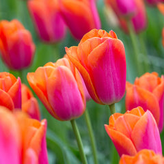 Tulip Bulbs Triumph Collection Blooms Species Growing Bonsai Roots Rhizomes Corms Tubers Potted Planting Reblooming Fragrant Garden Flower Seeds Plant - Seedsplant