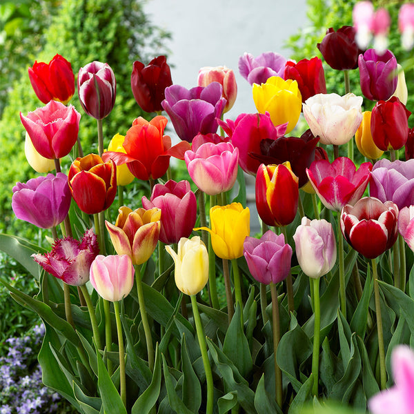 Tulip Bulbs Triumph Mixed Tulips Blooms Species Growing Bonsai Roots Rhizomes Corms Tubers Potted Planting Reblooming Fragrant Garden Flower Seeds Plant