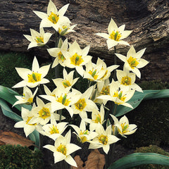 Tulip Bulbs Turkestanica Blooms Species Growing Bonsai Roots Rhizomes Corms Tubers Potted Planting Reblooming Fragrant Garden Flower Seeds Plant