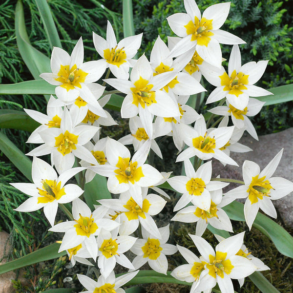 Tulip Bulbs Turkestanica Blooms Species Growing Bonsai Roots Rhizomes Corms Tubers Potted Planting Reblooming Fragrant Garden Flower Seeds Plant