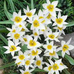 Tulip Bulbs Turkestanica Blooms Species Growing Bonsai Roots Rhizomes Corms Tubers Potted Planting Reblooming Fragrant Garden Flower Seeds Plant