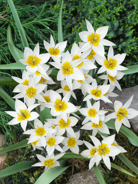 Turkestanica Tulip Bulbs Blooms Species Growing Bonsai Roots Rhizomes Corms Tubers Potted Planting Reblooming Fragrant Garden Flower Seeds Plant