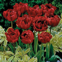 Tulip Bulbs Uncle Tom Blooms Species Growing Bonsai Roots Rhizomes Corms Tubers Potted Planting Reblooming Fragrant Garden Flower Seeds Plant