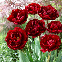 Tulip Bulbs Uncle Tom Blooms Species Growing Bonsai Roots Rhizomes Corms Tubers Potted Planting Reblooming Fragrant Garden Flower Seeds Plant
