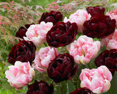 Tulip Bulbs Uncle Tom Blooms Species Growing Bonsai Roots Rhizomes Corms Tubers Potted Planting Reblooming Fragrant Garden Flower Seeds Plant
