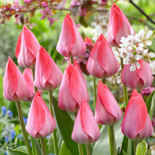 Tulip Van Eijk 12/14cm Bulbs Blooms Species Growing Bonsai Roots Rhizomes Corms Tubers Potted Planting Reblooming Fragrant Garden Flower Seeds Plant