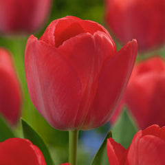 Van Eijk Tulip Bulbs Blooms Species Growing Bonsai Roots Rhizomes Corms Tubers Potted Planting Reblooming Fragrant Garden Flower Seeds Plant - Seedsplant