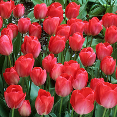 Van Eijk Tulip Bulbs Blooms Species Growing Bonsai Roots Rhizomes Corms Tubers Potted Planting Reblooming Fragrant Garden Flower Seeds Plant - Seedsplant