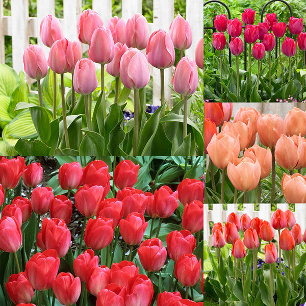 Tulip Bulbs Van Eijk Collection Blooms Species Growing Bonsai Roots Rhizomes Corms Tubers Potted Planting Reblooming Fragrant Garden Flower Seeds Plant