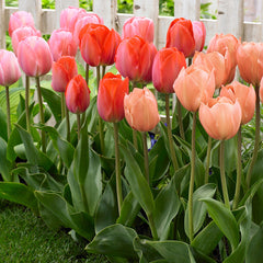 Van Eijk Mixed Tulip Bulbs Blooms Species Growing Bonsai Roots Rhizomes Corms Tubers Potted Planting Reblooming Fragrant Garden Flower Seeds Plant - Seedsplant