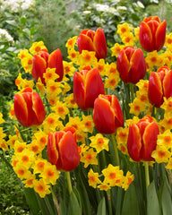 Tulip Bulbs Verandi Blooms Species Growing Bonsai Roots Rhizomes Corms Tubers Potted Planting Reblooming Fragrant Garden Flower Seeds Plant