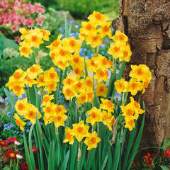Tulip Verandi & Narcissus Falconet Collection Daffodil Bulbs Blooms Species Growing Bonsai Roots Rhizomes Corms Tubers Potted Planting Reblooming Fragrant Garden Flower Seeds Plant - Seedsplant