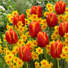 Tulip Verandi & Narcissus Falconet Collection Daffodil Bulbs Blooms Species Growing Bonsai Roots Rhizomes Corms Tubers Potted Planting Reblooming Fragrant Garden Flower Seeds Plant - Seedsplant