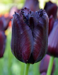 Tulip Bulbs Vincent van Gogh Blooms Species Growing Bonsai Roots Rhizomes Corms Tubers Potted Planting Reblooming Fragrant Garden Flower Seeds Plant