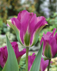 Tulip Violet Bird Bulbs Blooms Species Growing Bonsai Roots Rhizomes Corms Tubers Potted Planting Reblooming Fragrant Garden Flower Seeds Plant - Seedsplant