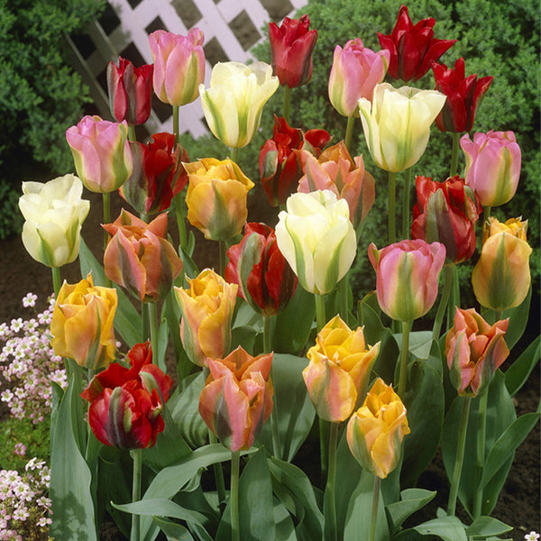 Tulip Bulbs Viridiflora Mixed Blooms Species Growing Bonsai Roots Rhizomes Corms Tubers Potted Planting Reblooming Fragrant Garden Flower Seeds Plant