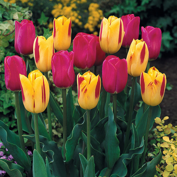 Tulip Washington Bulbs Blooms Species Growing Bonsai Roots Rhizomes Corms Tubers Potted Planting Reblooming Fragrant Garden Flower Seeds Plant